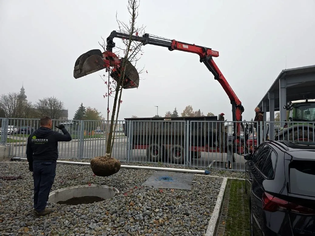Ein Kran hebt einen Baum mit Wurzelballen, ein Mitarbeiter im Dirneder-Pullover gibt Zeichen